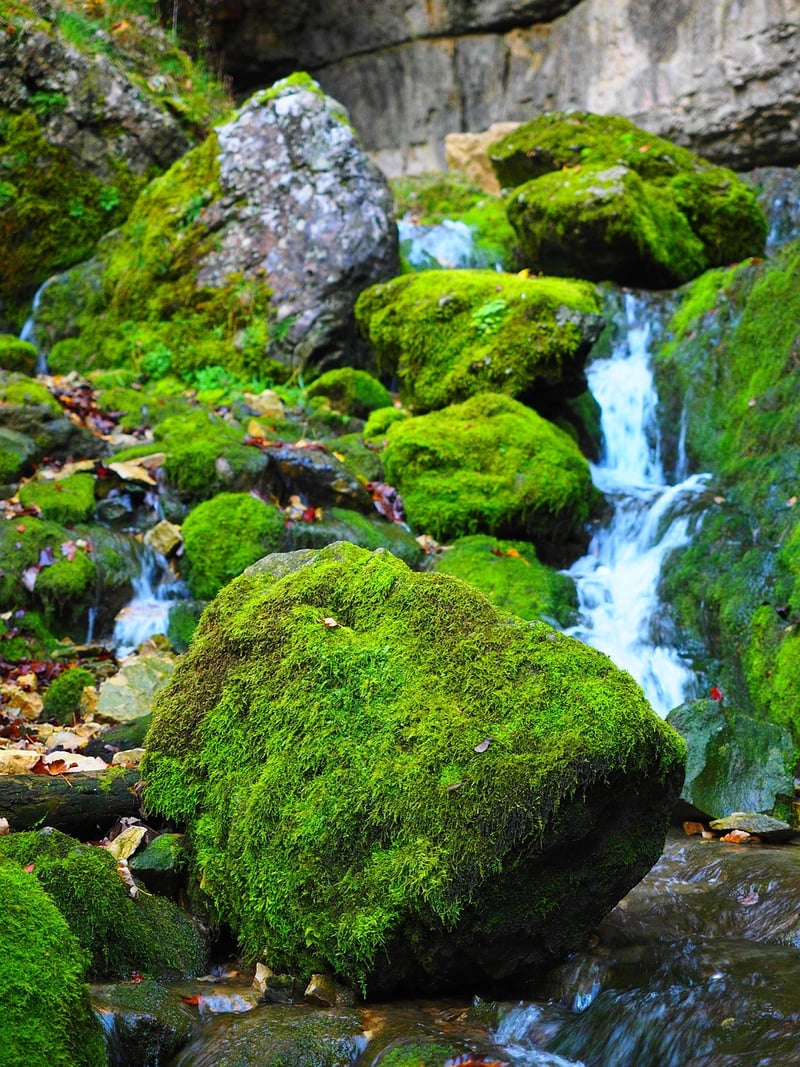 Moss Elements