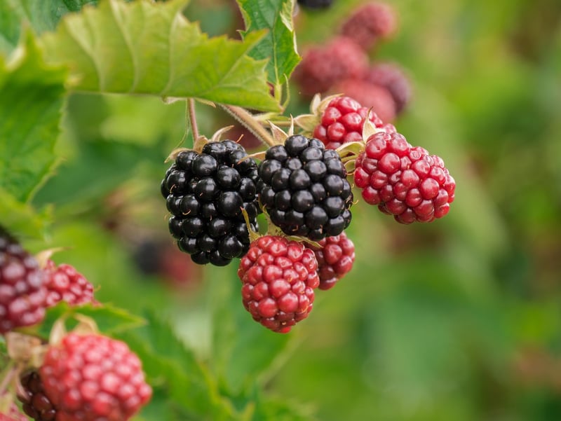 Assorted berries