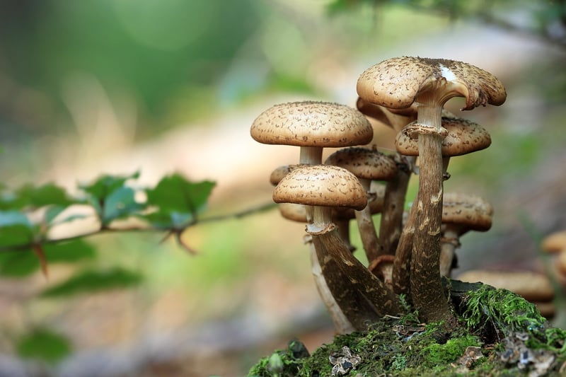 Mushrooms in the forest